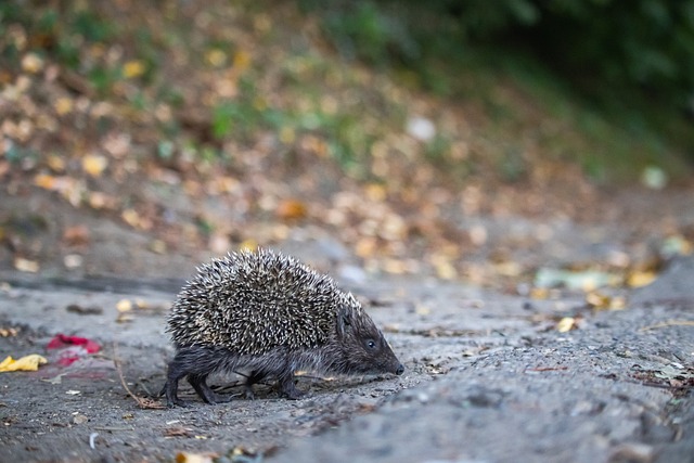 使他成为崔 使他成为崔